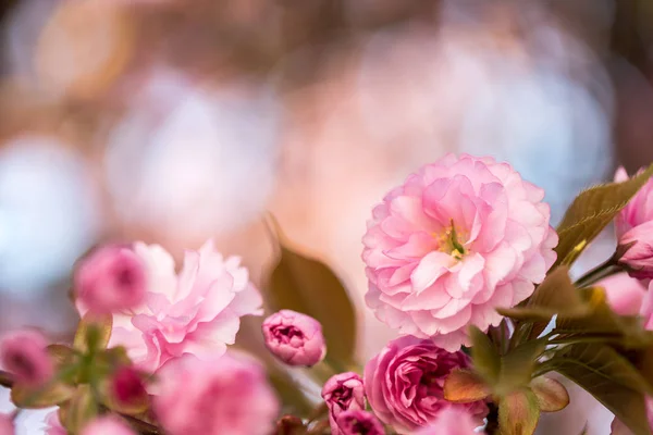 Springtime: Blooming tree with pink blossoms, beauty — Stock Photo, Image