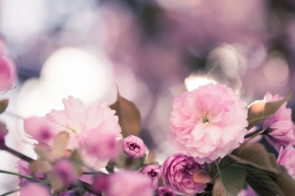 Springtime: Blooming tree with pink blossoms, beauty — Stock Photo, Image