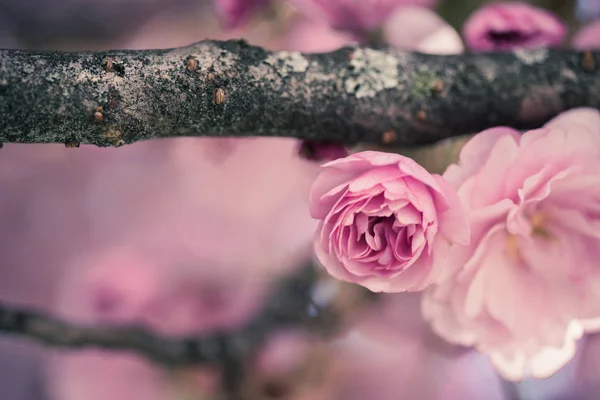 Tavasz: virágzó fa, rózsaszín virágok, a szépség — Stock Fotó