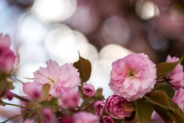 Primavera: Albero fiorito con fiori rosa, bellezza — Foto Stock