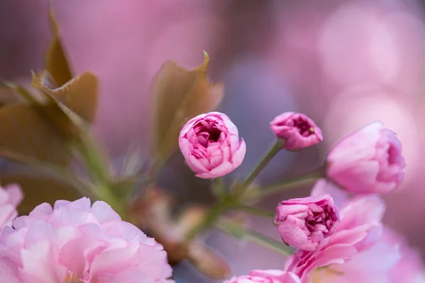 Springtime: Blooming tree with pink blossoms, beauty — Stock Photo, Image