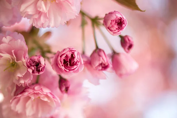 Printemps : Arbre fleuri aux fleurs roses, beauté — Photo