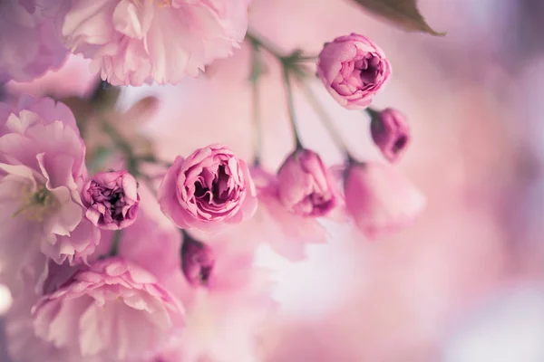 春天：盛开的树与粉红色的花，美丽 — 图库照片