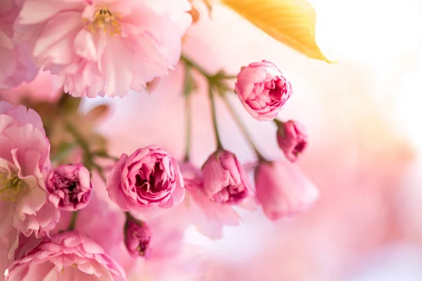 Musim semi: Pohon mekar dengan bunga merah muda, kecantikan — Stok Foto