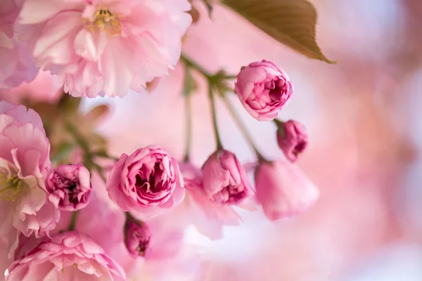 春:ピンクの花と咲く木、美しさ — ストック写真