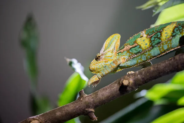 Kameleon w ZOO: zbliżenie zdjęcie kameleon wspinaczki o — Zdjęcie stockowe