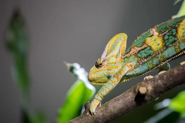 Kameleon w ZOO: zbliżenie zdjęcie kameleon wspinaczki o — Zdjęcie stockowe