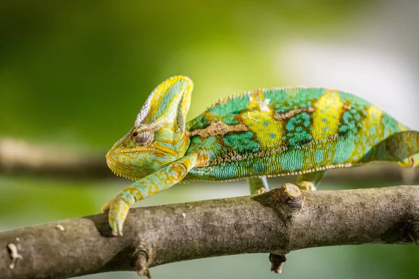 Kameleon w ZOO: zbliżenie zdjęcie kameleon wspinaczki o — Zdjęcie stockowe