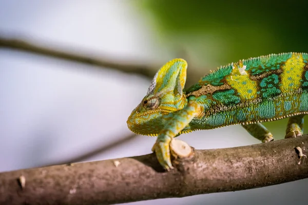 Kameleon w ZOO: zbliżenie zdjęcie kameleon wspinaczki o — Zdjęcie stockowe