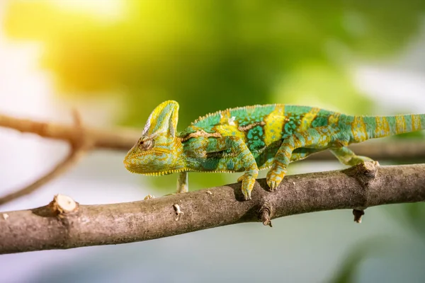 Kameleon w ZOO: zbliżenie zdjęcie kameleon wspinaczki o — Zdjęcie stockowe