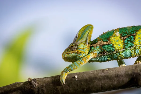 Chamäleon im Zoo: Nahaufnahme eines Chamäleons beim Klettern — Stockfoto