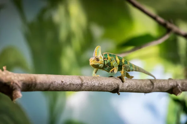 Kameleon w ZOO: zbliżenie zdjęcie kameleon wspinaczki o — Zdjęcie stockowe