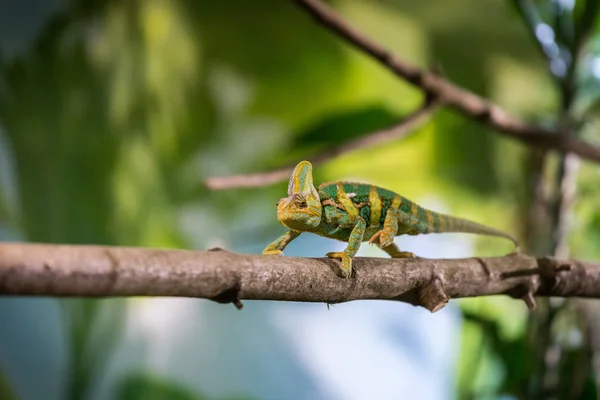 Kameleon w ZOO: zbliżenie zdjęcie kameleon wspinaczki o — Zdjęcie stockowe