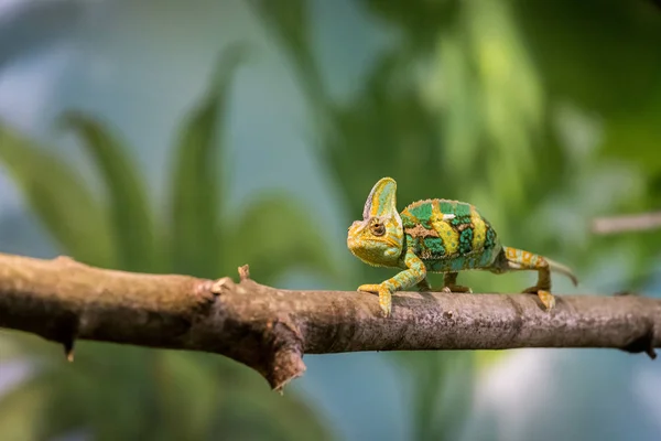 Kameleon w ZOO: zbliżenie zdjęcie kameleon wspinaczki o — Zdjęcie stockowe