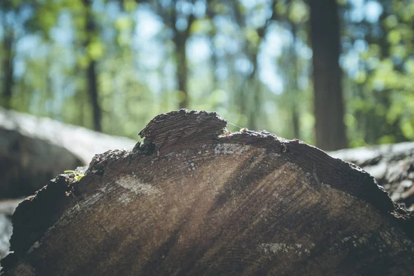 Forstwirtschaft: Umgestürzter Baumstamm im Wald, verschwommener Hintergrund — Stockfoto