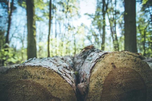 Foreste: tronco d'albero caduto nel bosco, sfondo sfocato — Foto Stock