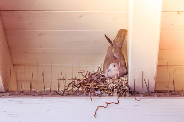 Hatching um ovo: Pombo está sentado em um ninho de pássaros — Fotografia de Stock