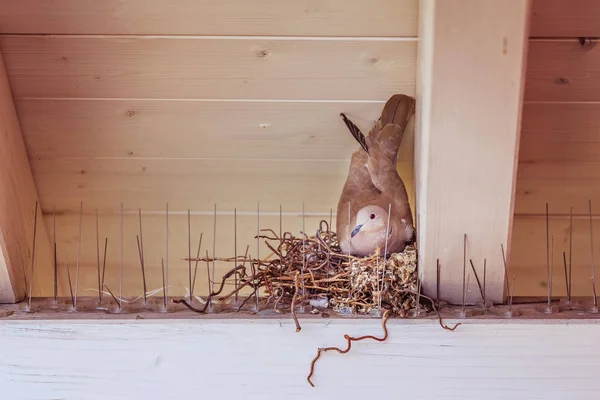 Incubar un huevo: la paloma está sentada en un nido de aves — Foto de Stock