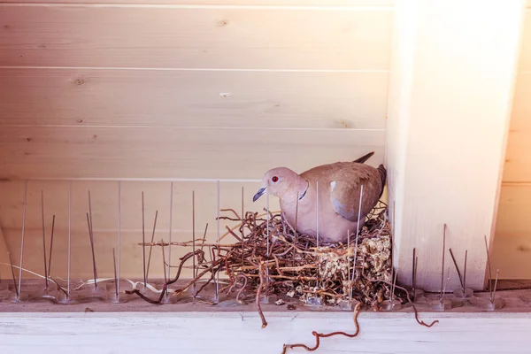 Incubar un huevo: la paloma está sentada en un nido de aves — Foto de Stock