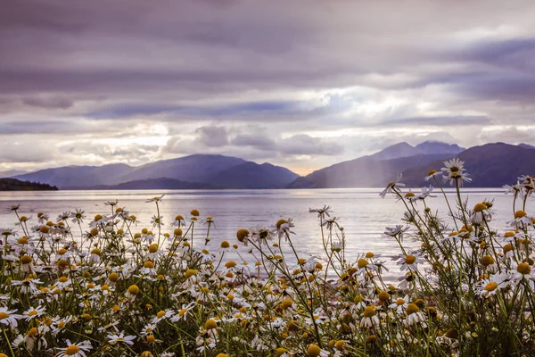 Mystische Landschaft Seenlandschaft in Schottland: bewölkter Himmel, Blumen ein — Stockfoto