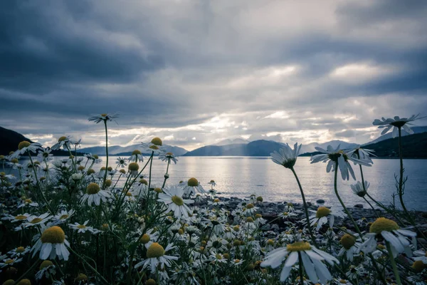 Paisaje místico paisaje del lago en Escocia: cielo nublado, flores a — Foto de Stock