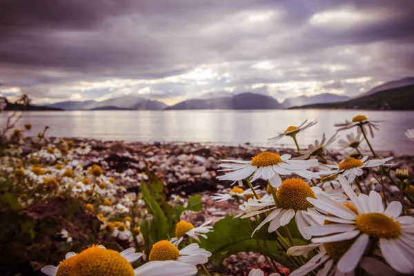 Mystic landscape lake scenery in Scotland: Cloudy sky, flowers a