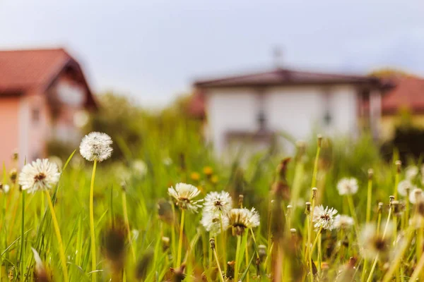 Nouvelle maison : Fleurs de pissenlit devant une maison, printemps — Photo