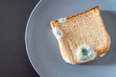Çürük gıda: Bir tabak tabaktabak üzerinde küflü tost dilimleri. 