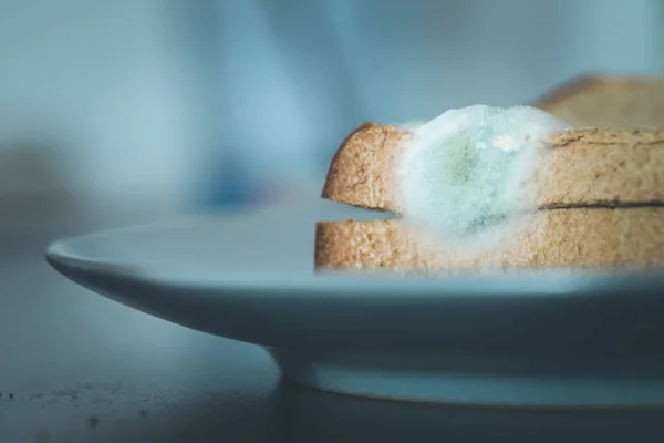 Rotten food: Moldy toast slices on a plate.