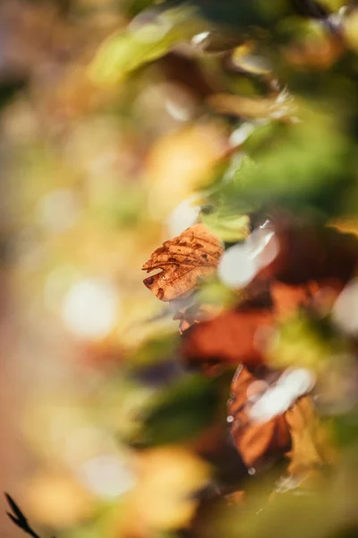 Πολύχρωμα φύλλα σε ένα πάρκο, φθινόπωρο, αντίγραφο χώρου — Φωτογραφία Αρχείου
