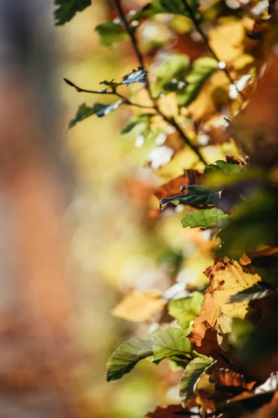公園のカラフルな葉、秋、コピースペース — ストック写真