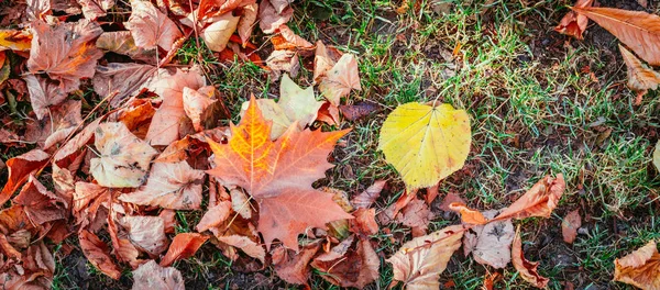 Pestré listí v parku, pozadí, podzim — Stock fotografie