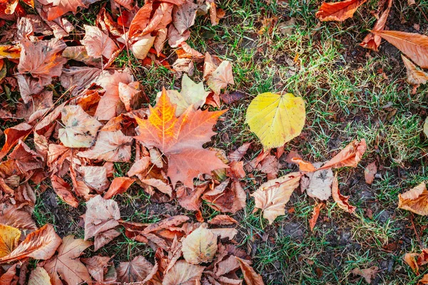 Πολύχρωμα φύλλα σε ένα πάρκο, φόντο, φθινόπωρο — Φωτογραφία Αρχείου