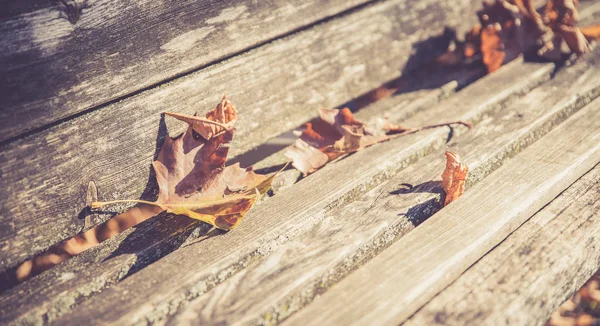 Las hojas en el banco del parque, el sol — Foto de Stock