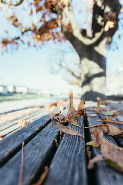 A levelek a padon, kék ég, ősz — Stock Fotó