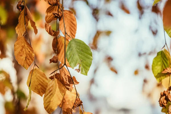 Hojas de colores en un parque, otoño, espacio para copiar — Foto de Stock