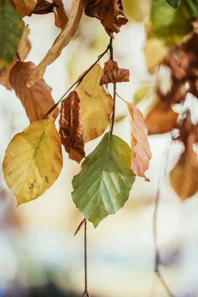 Kleurrijke bladeren in een park, herfst, kopieer ruimte — Stockfoto