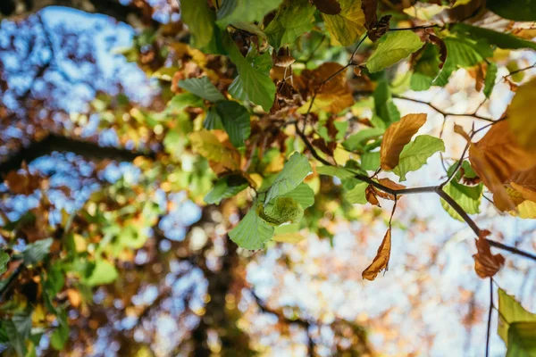Барвисті листя в парку, осінь, копіювання простору — стокове фото