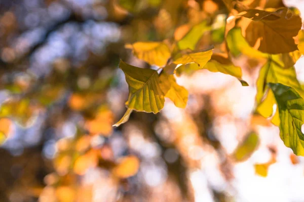 Hojas de colores en un parque, otoño, espacio para copiar — Foto de Stock