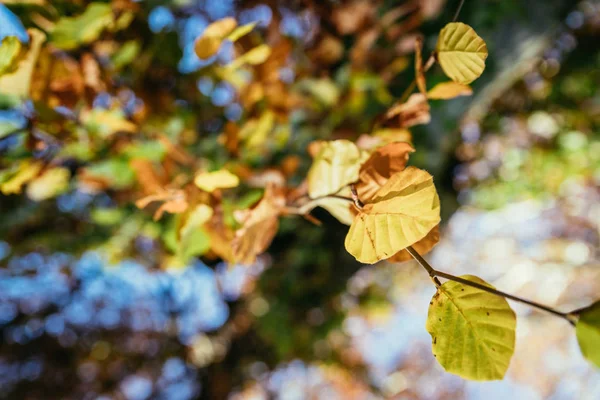 Kleurrijke bladeren in een park, herfst, kopieer ruimte — Stockfoto