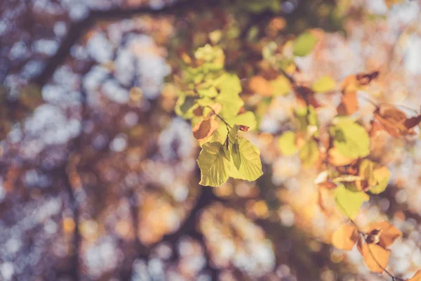 Kleurrijke bladeren in een park, herfst, kopieer ruimte — Stockfoto