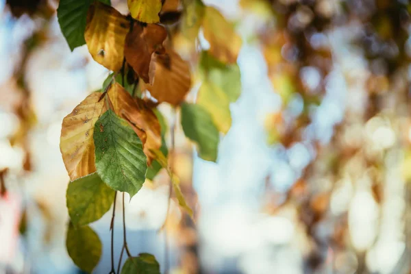 Kleurrijke bladeren in een park, herfst, kopieer ruimte — Stockfoto