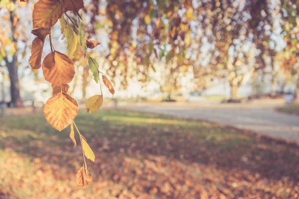 Kleurrijke bladeren in een park, herfst, kopieer ruimte — Stockfoto