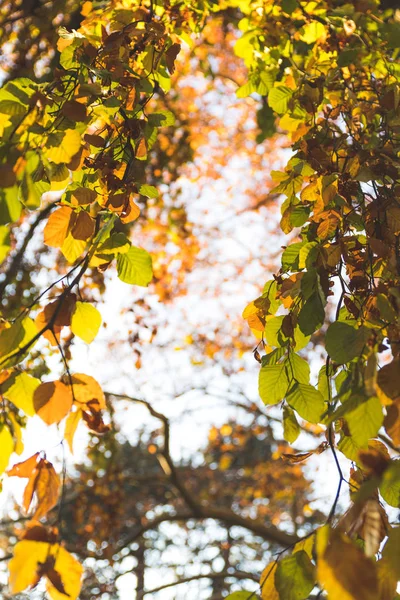 Colourful leaves in a park, autumn, copy space — Stock Photo, Image