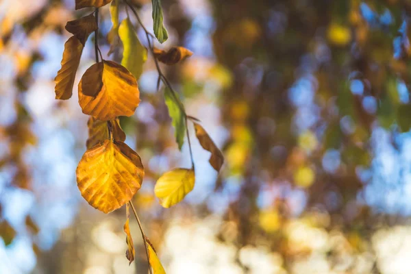 Барвисті листя в парку, осінь, копіювання простору — стокове фото
