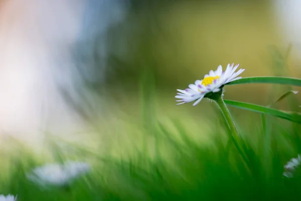 Daisy in de lente: Close-up foto — Stockfoto