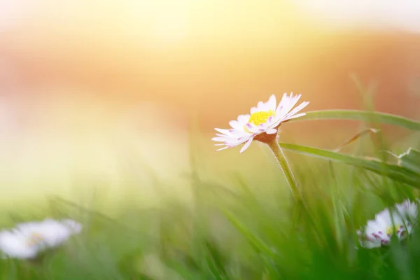 Daisy in de lente: Close-up foto, mooie ochtend sunshin — Stockfoto