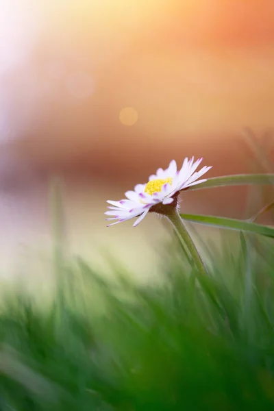 Daisy i vårtid: närbild bild, vacker morgon sunshin — Stockfoto