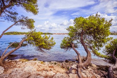 Hırvatistan'ın güzel sahilinde güçlü ağaçlar, berrak mavi su