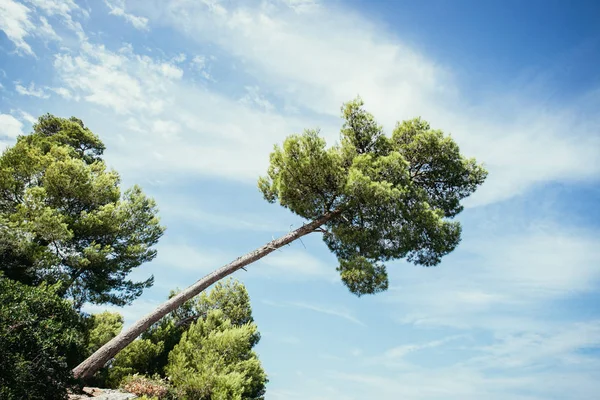 Línea costera en Croacia: Fuerte té verde, océano azul y cielo — Foto de Stock